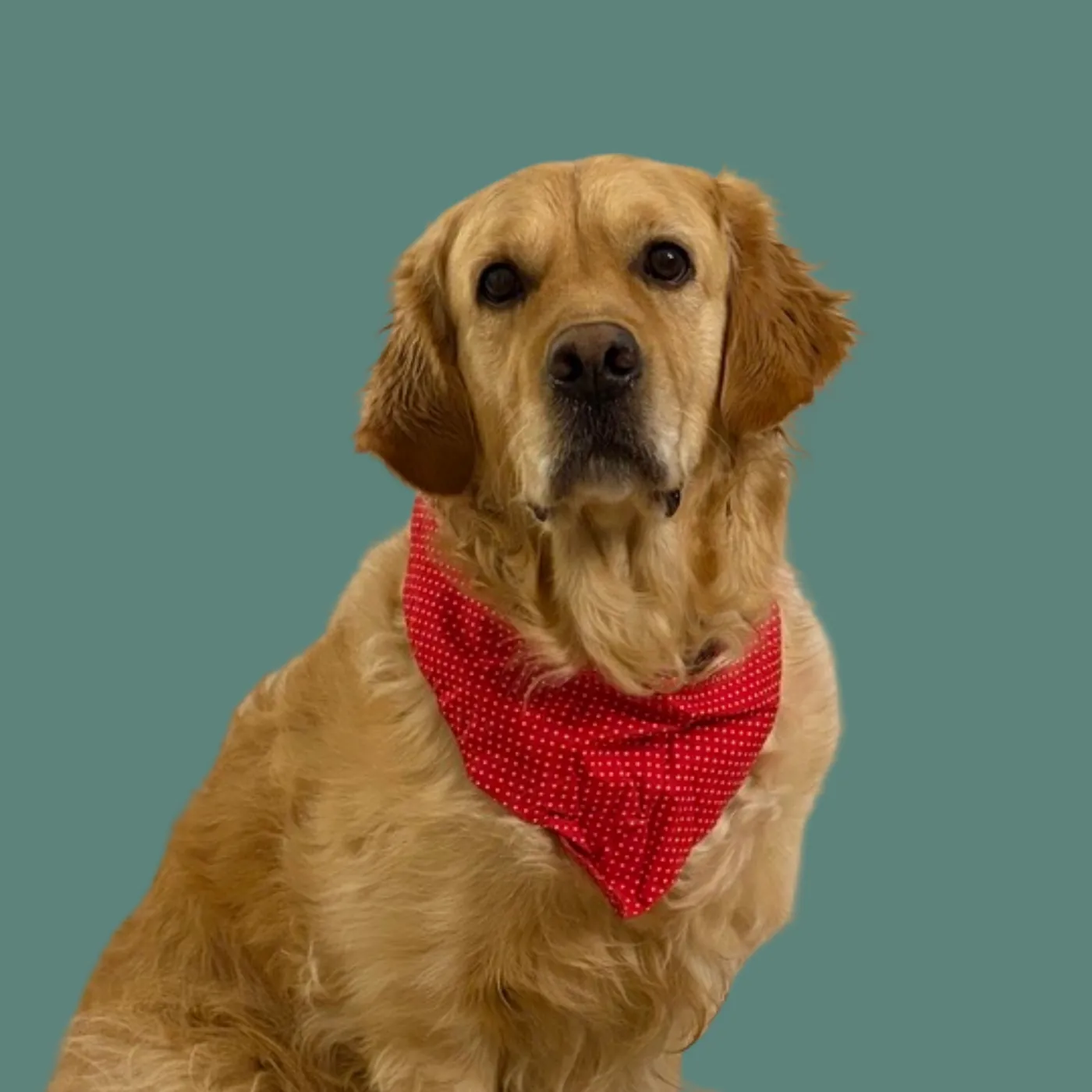 Charly – Chief Happiness Officer bei databites