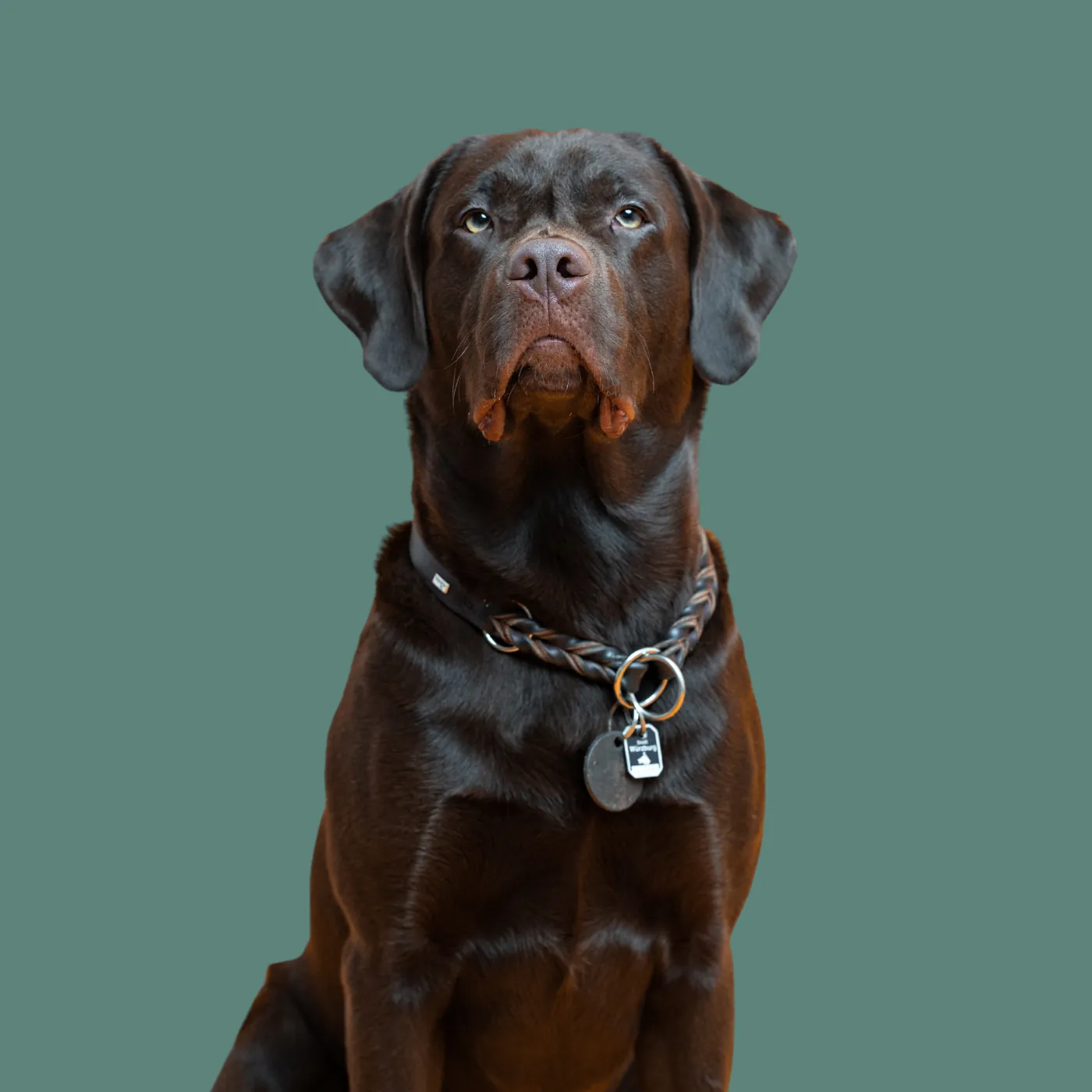 Franz Xaver – Chief Napping Officer bei databites